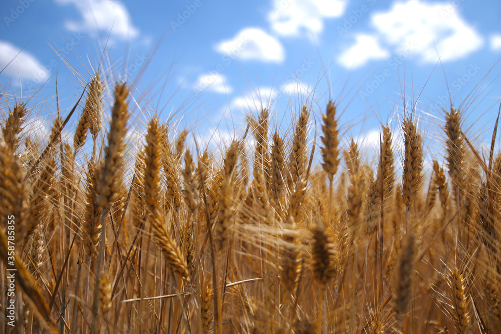 Fototapeta premium Campo di grano al sole