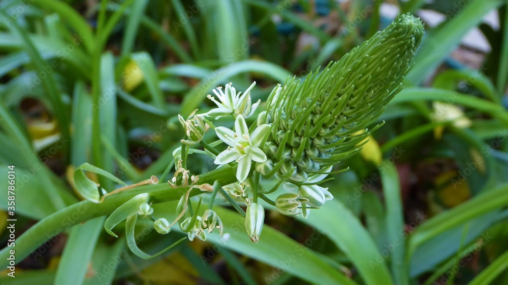 Flowers of Ornithogalum caudatum / False Sea Onion / Pregnant Onion Plant