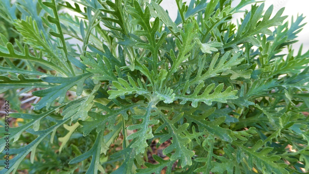 Naklejka premium New Foliage on Euryops chrysanthemoides / African Bush Daisy
