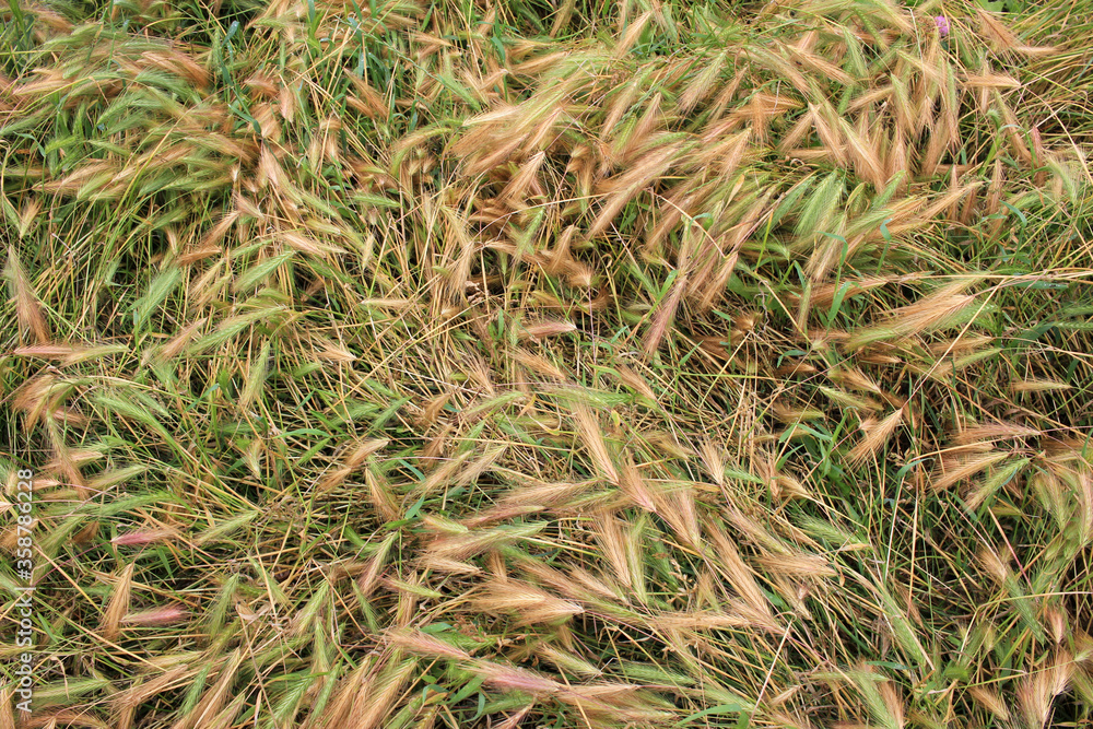 Texture of green and sunburned yellow grass with spikelets. Late summer, early fall. Top view. Natural background
Texture of green and sunburned yellow grass with spikelets. Late summer, early fall. Top view. Natural background