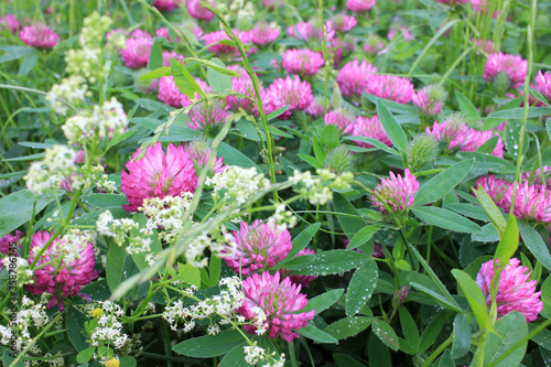 Red clover flowers on the summer meadow after rain. Natural floral background. 