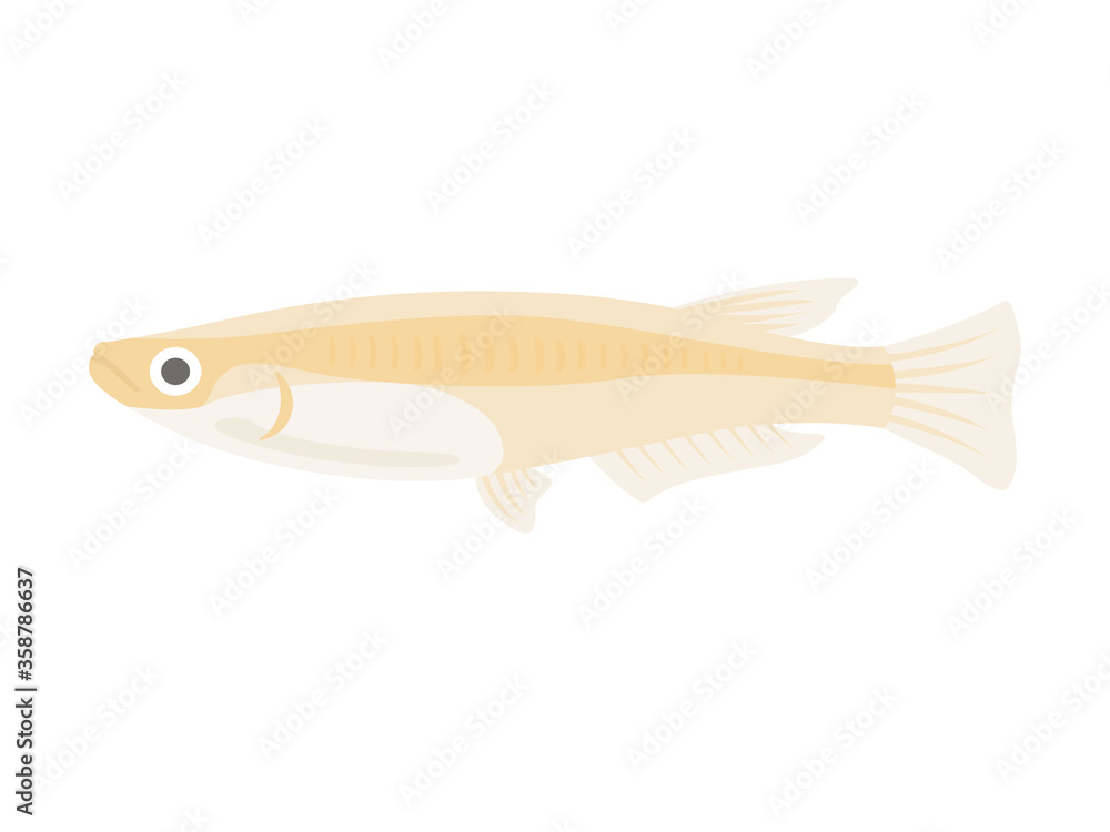 メダカのイラスト Stock Vector Adobe Stock メダカのイラスト Stock Vector Adobe Stock