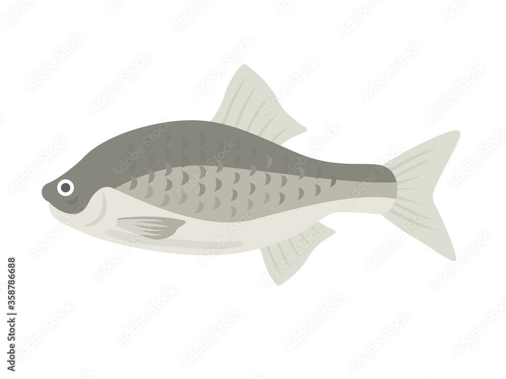 淡水魚のタナゴのイラスト 淡水魚のタナゴのイラスト