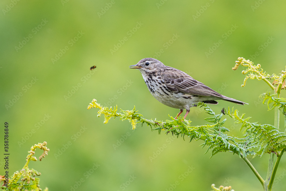 Meadow Pipet perched on a green fern looking at a honey bee flying towards it Meadow Pipet perched on a green fern looking at a honey bee flying towards it
