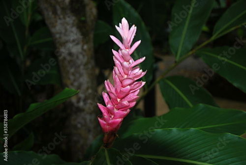 El Yunque Regenwald photo