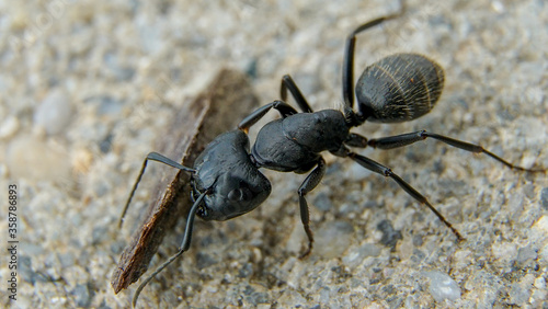 black ant © Qahri