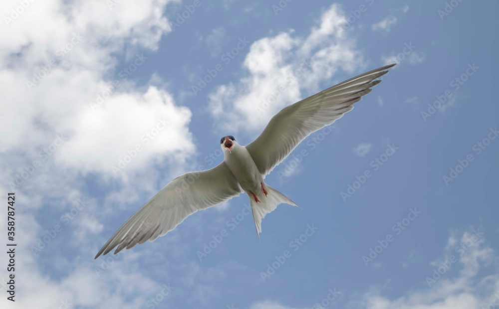 arctic tern in flight, Farne Islands arctic tern in flight, Farne Islands