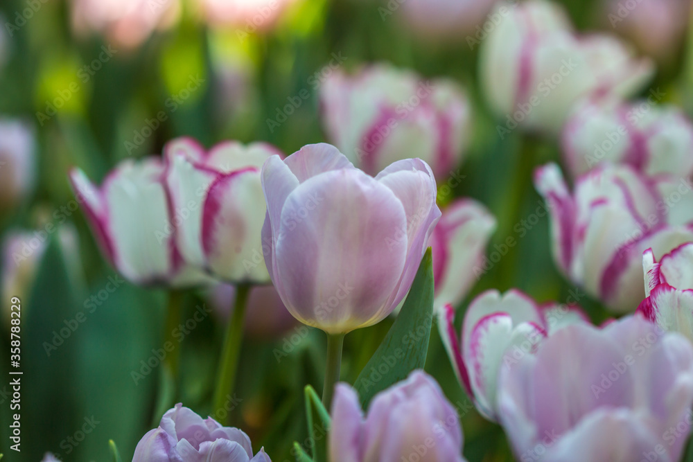 Fototapeta premium flower in winter Thailand