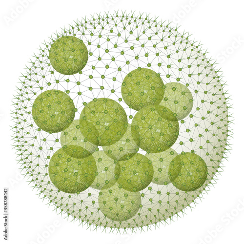 Volvox aureus - Wimperkugel - green alga photo
