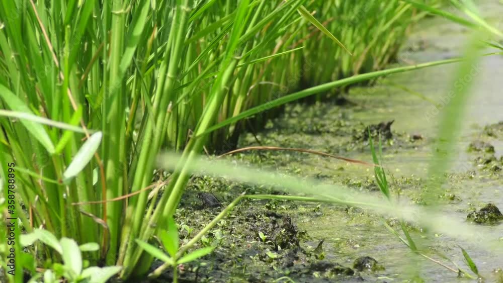Paddy field. Nature. Vegetation. light. Paddy field. Nature. Vegetation. light.
