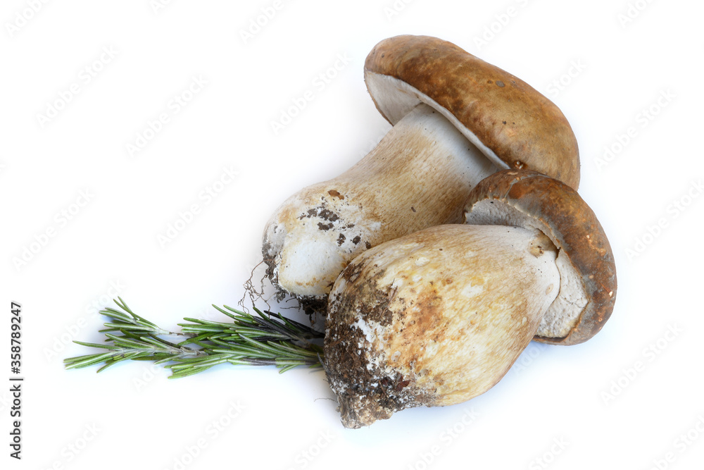 boletus edulis mushrooms with rosemary isolated on white boletus edulis mushrooms with rosemary isolated on white