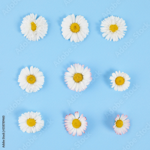 White daisies with petals on pastel blue background. Art flower pattern. Springtime concept with soft light color.