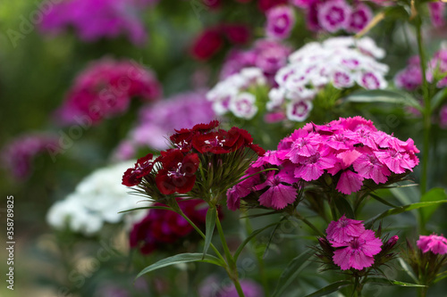 Dianthus barbatus (Sweet William Flower), bright multi-colored Turkish carnation blooms in the flowerbed. Floral background, white and red flowers