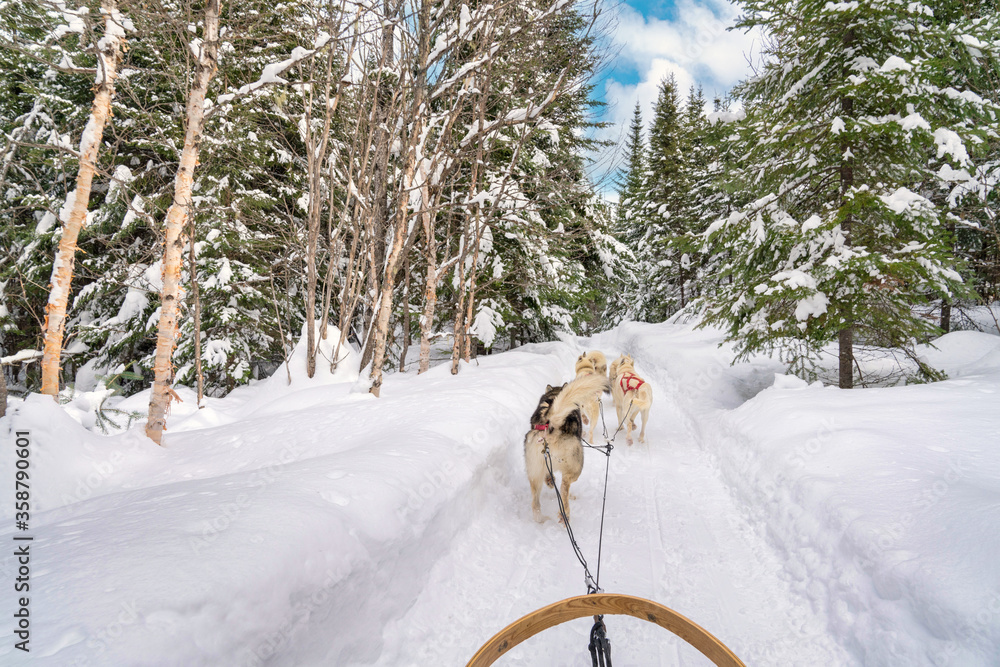 Fototapeta premium dog sledding team on a trail in quebec