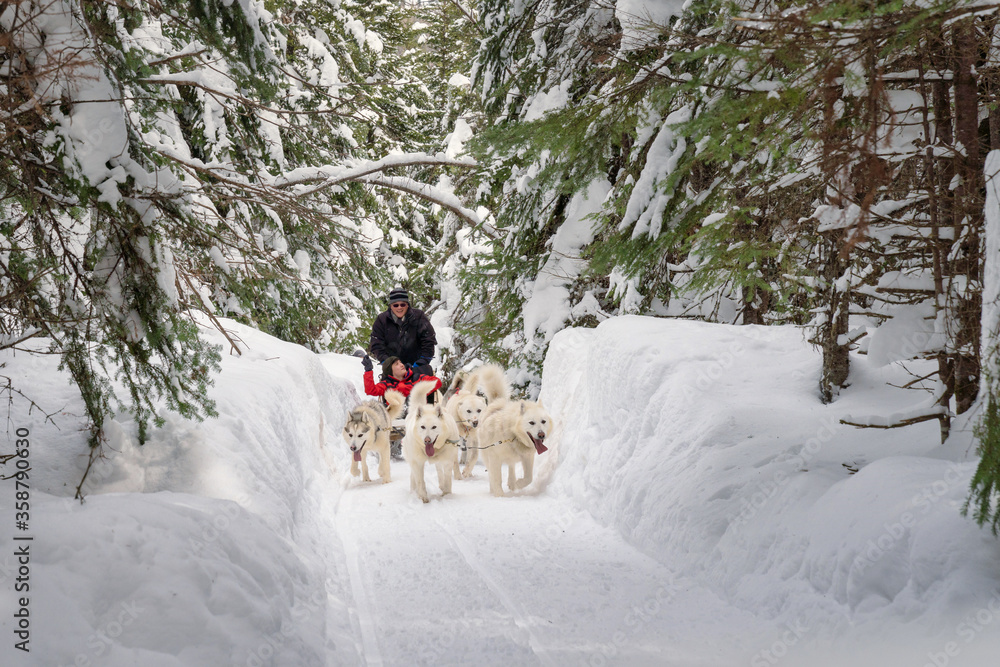 Fototapeta premium Dog sledding in Quebec