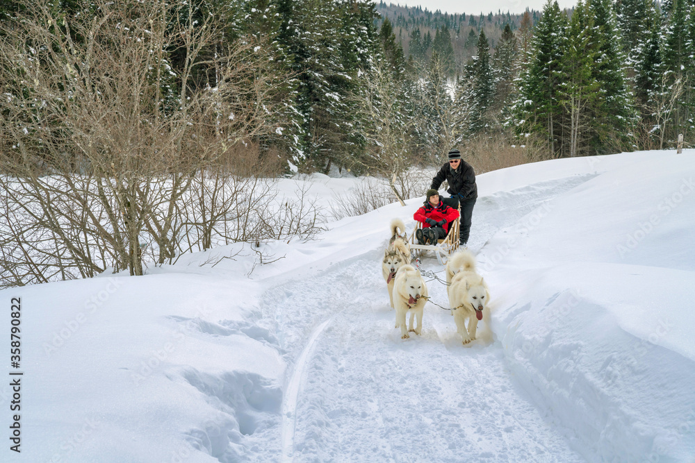 Obraz premium Dog sledding in Quebec