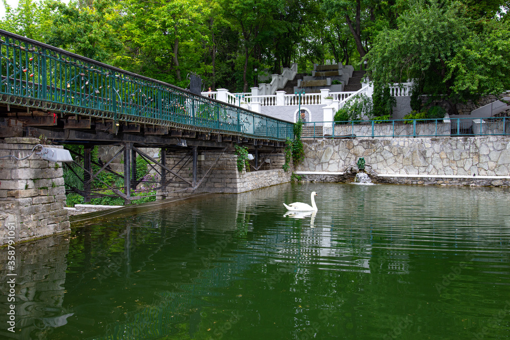 White swan swimming on a city lake