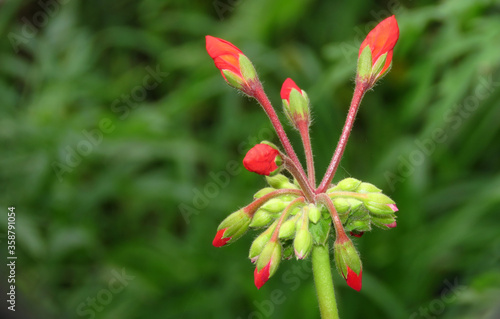 Red Flower Bud In the Garden.