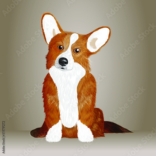 Corgi The Dog - Vector and Illustration