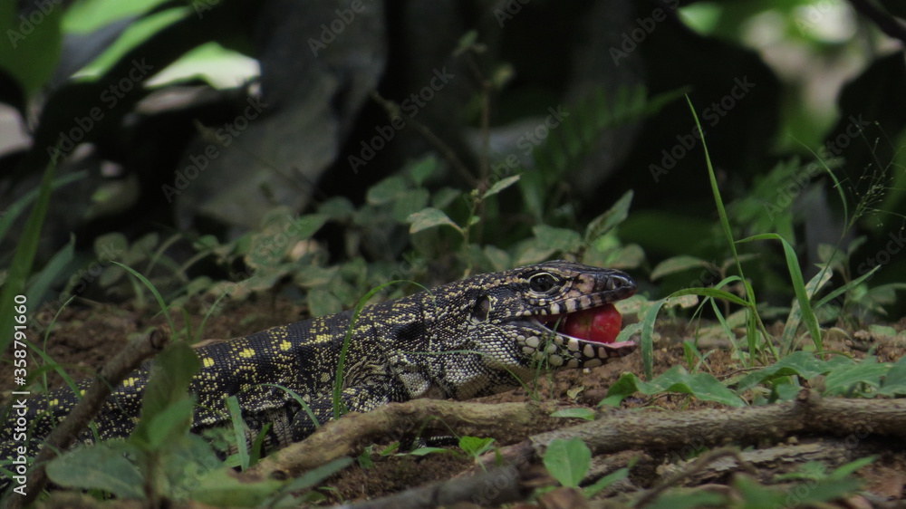Teiú lizard (“Tupinambis merianae”) eating fruit. Teiú lizard (“Tupinambis merianae”) eating fruit.