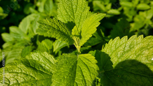 Fresh, tender, juicy, young mint greens. Immediately comes the mood of relaxation, mojito ...