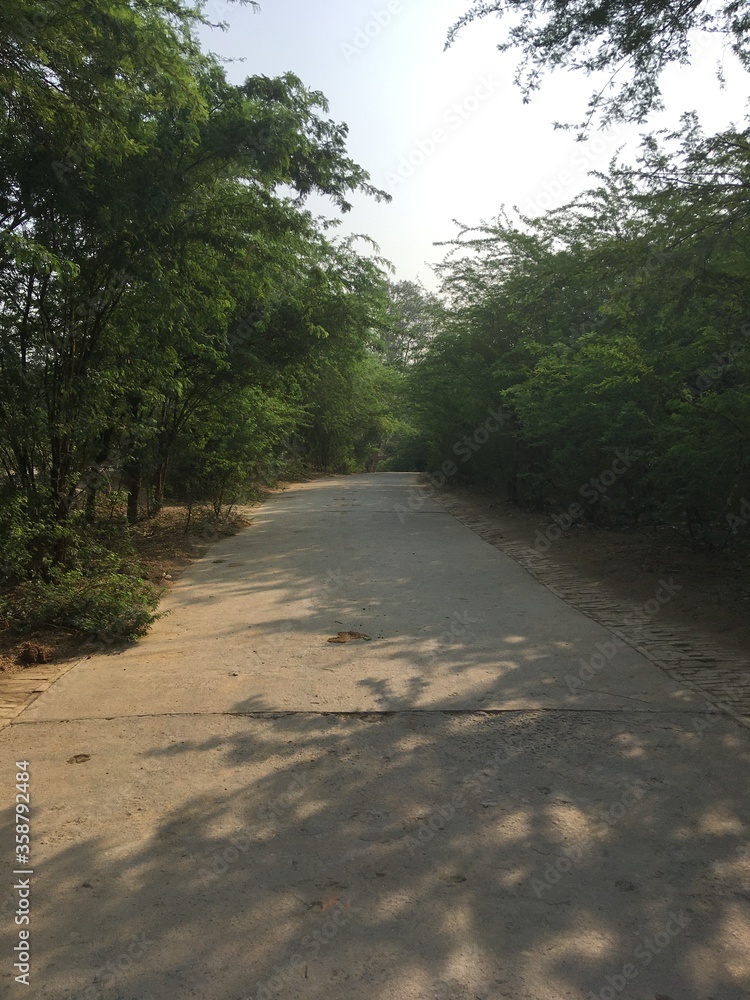 Fototapeta premium Idea of Cemented Road between dense forest