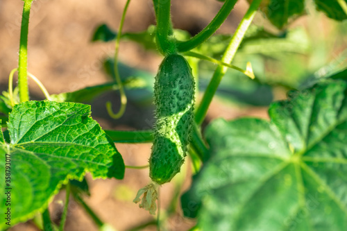 Green cucumber on garden. Cucumber ripen on the garden