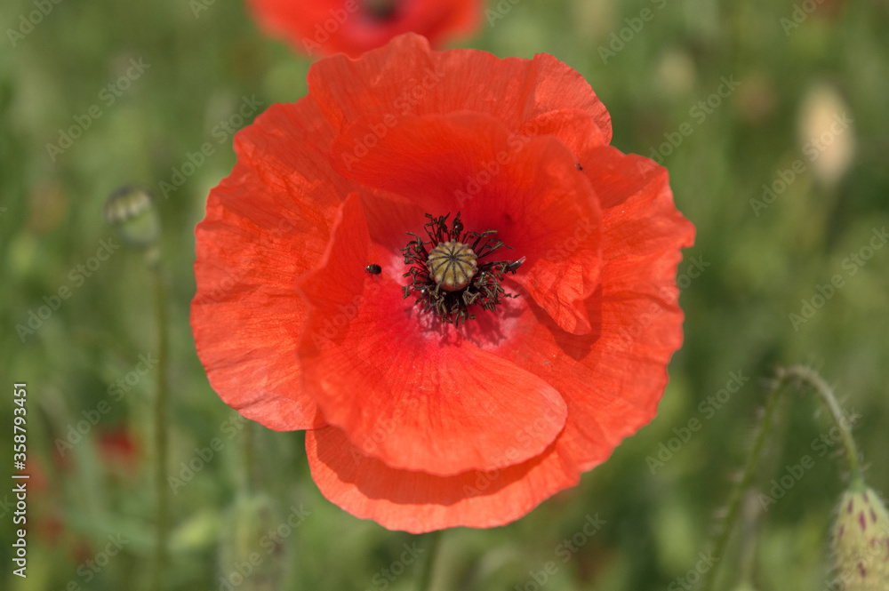 red poppy flower red poppy flower