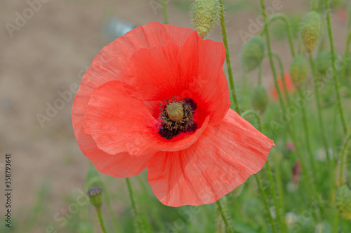 red poppy in a field