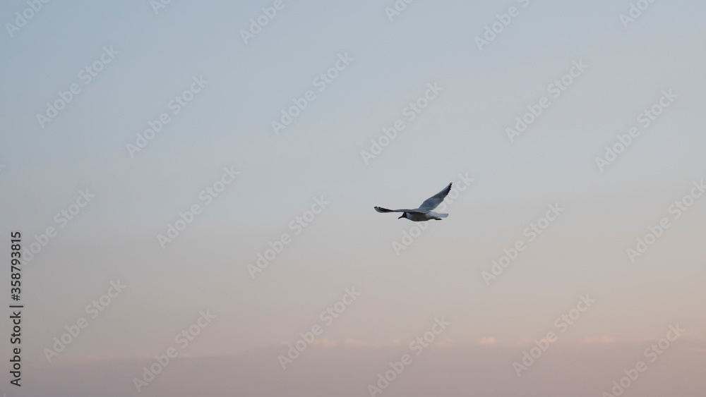 Fototapeta premium Alone gull flying in the sky
