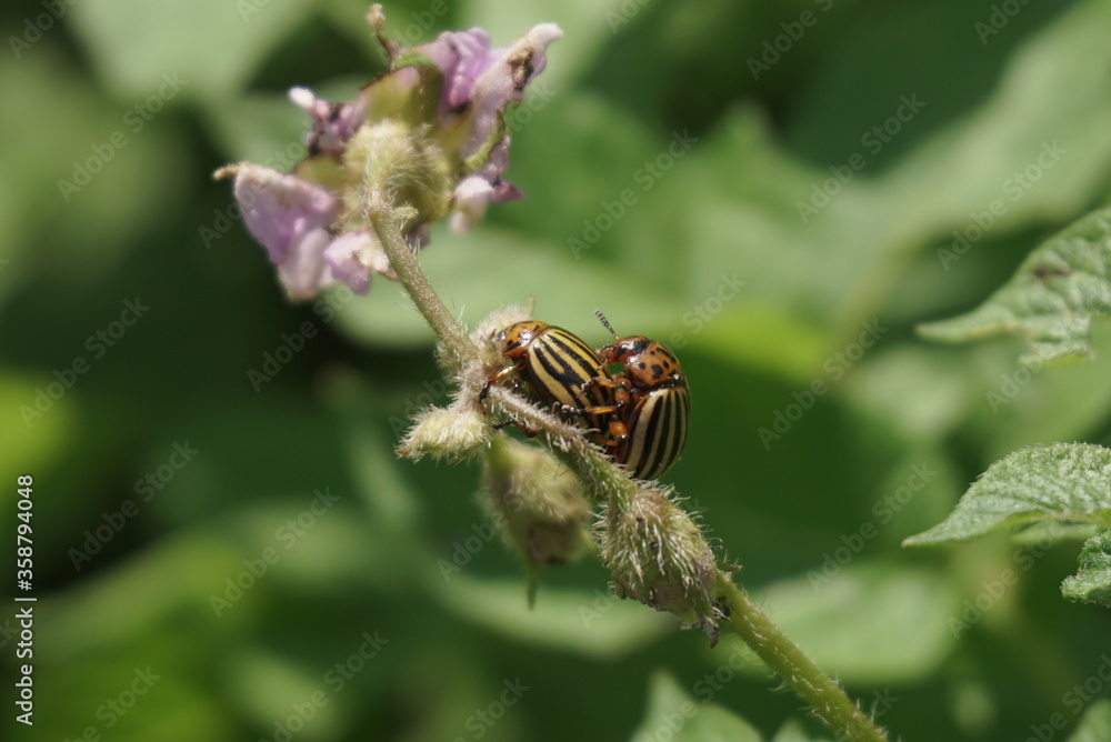 potato beetles on a potato flower potato beetles on a potato flower