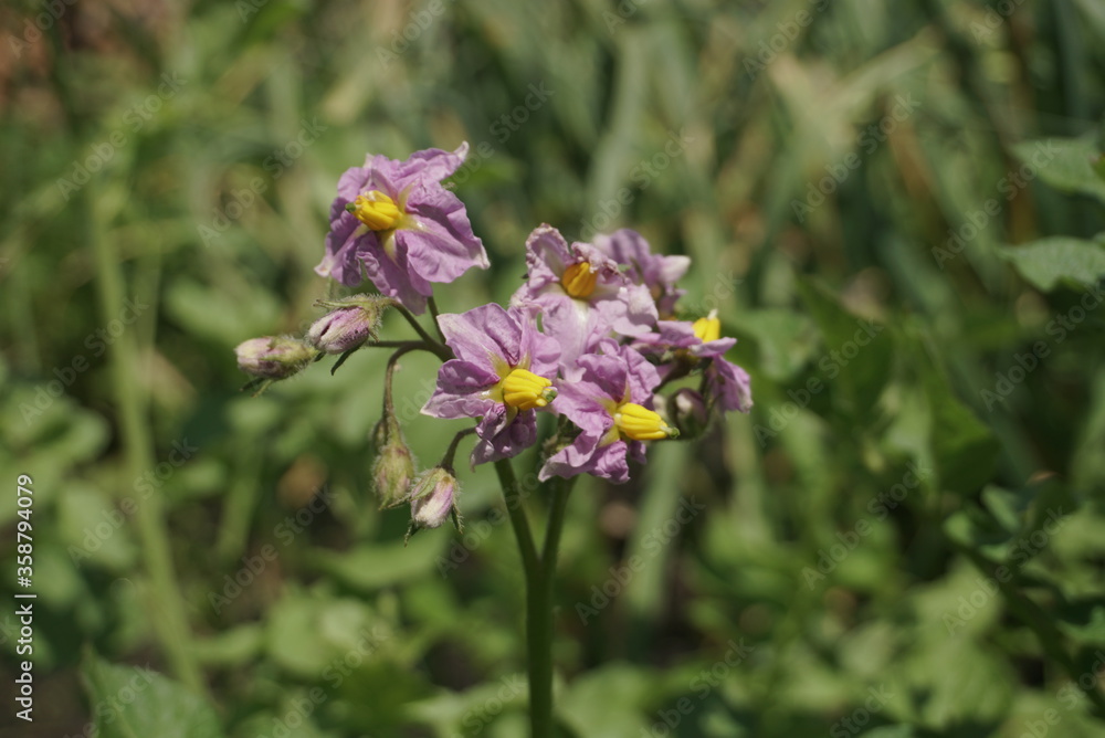 Potato Purple Flowers In A Potato Field Potato Purple Flowers In A Potato Field