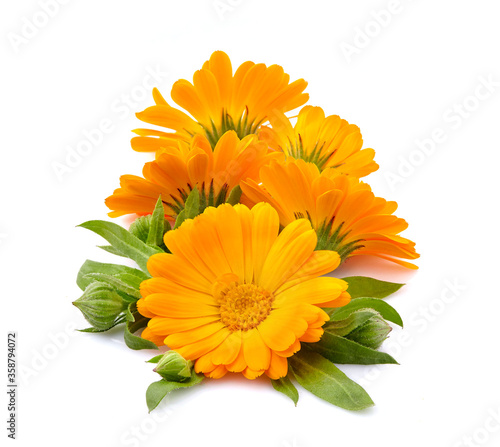Calendula. Flower with leaves isolated on white background.