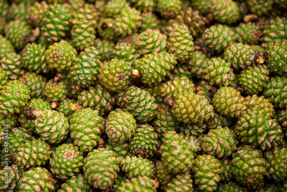 seamless background of green pine cones seamless background of green pine cones