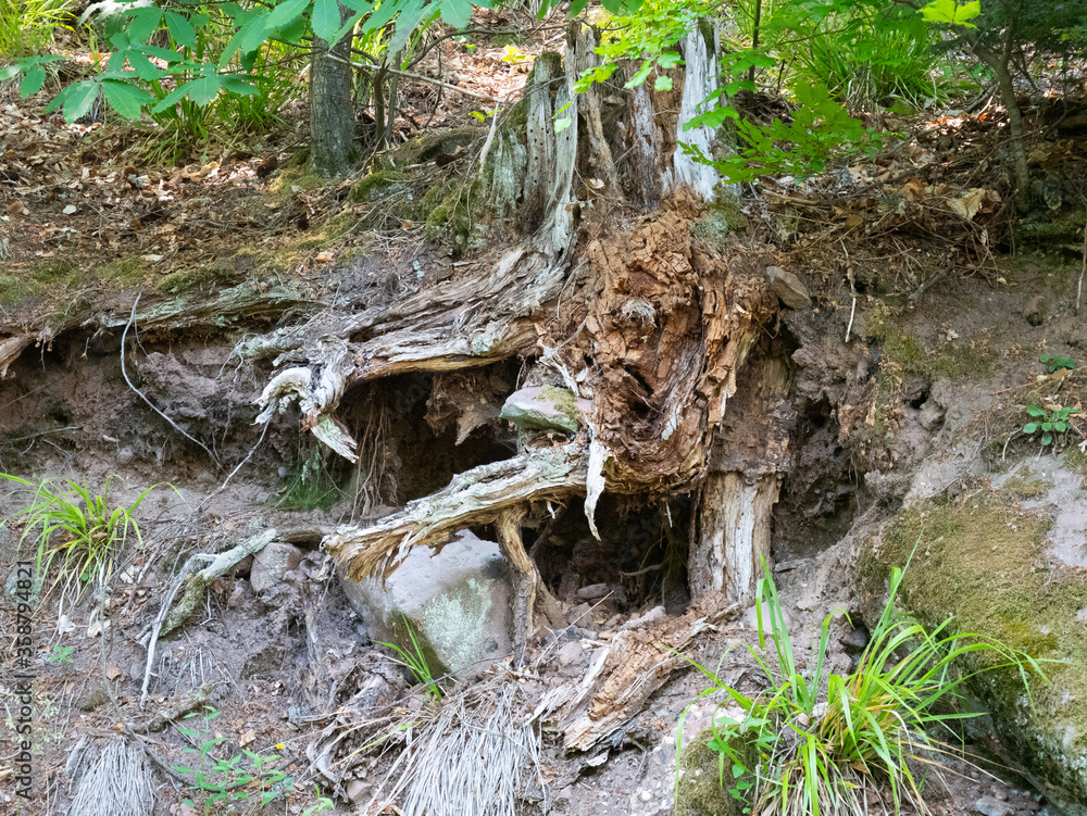Obraz premium Racine d'arbre