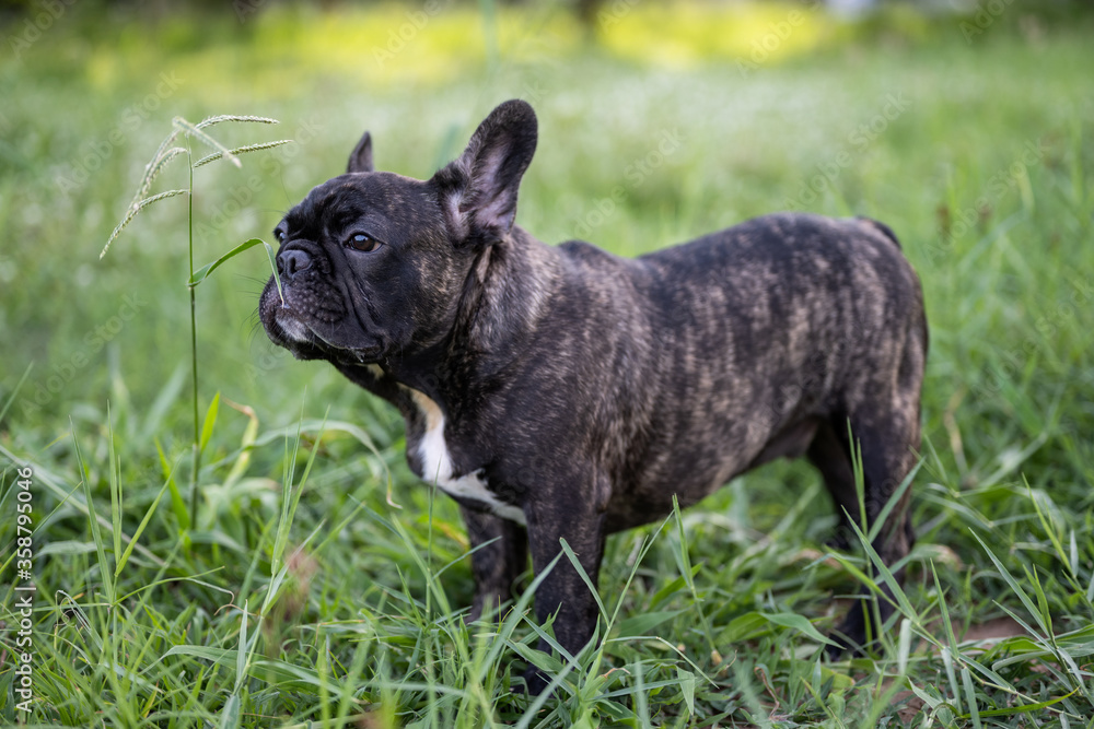 Brindle French bulldog puppy standing alone outdoor.