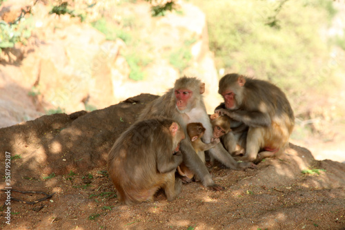 mother and baby monkey © Saji Maramon