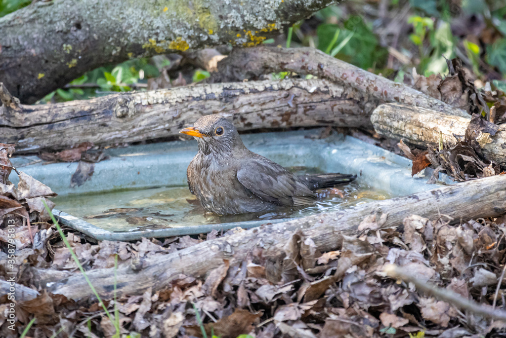 Blackbird (Turdus merula) bathes in the garden Blackbird (Turdus merula) bathes in the garden