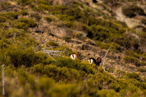 Mouflons in Capcir  Pyrenees  France