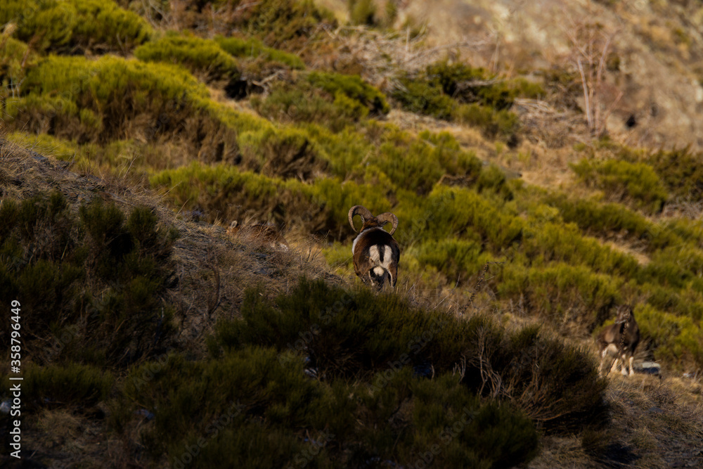 Mouflons in Capcir, Pyrenees, France Mouflons in Capcir, Pyrenees, France