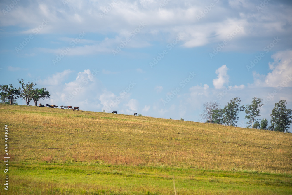 Extensive cattle ranching in fields in southern Brazil