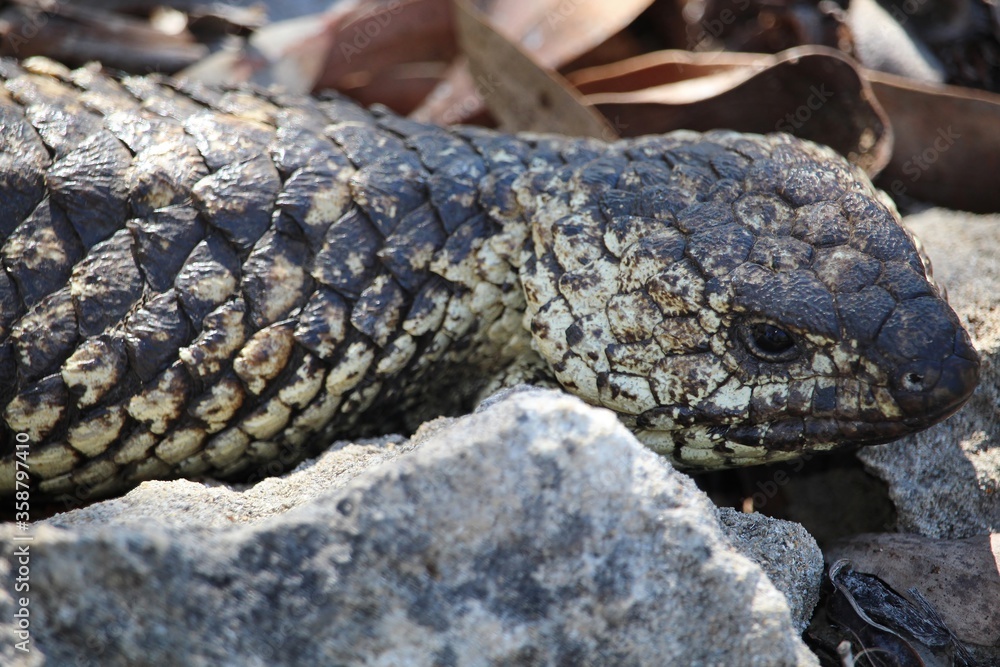 Head of Shingleback Lizard (Tiliqua rugosa), South Australia Head of Shingleback Lizard (Tiliqua rugosa), South Australia