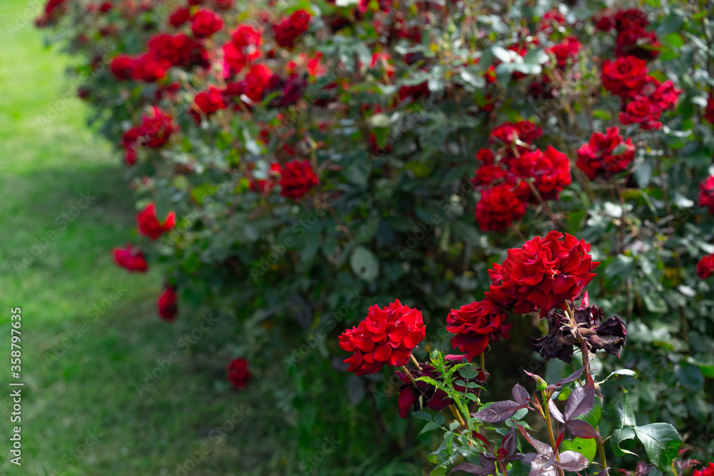 Many red roses growing in the ground Many red roses growing in the ground