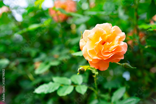 Orange roses grow in the garden