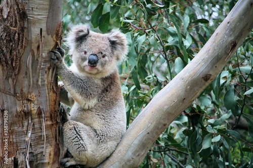 Wild male Koala in eucalypt, South Australia