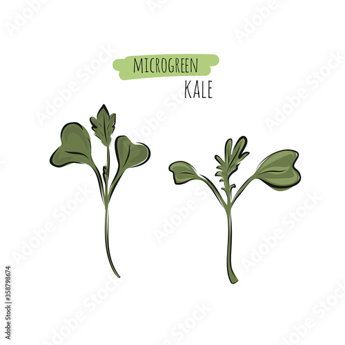 Hand drawn kale micro greens. Vector illustration in sketch style isolated on white background