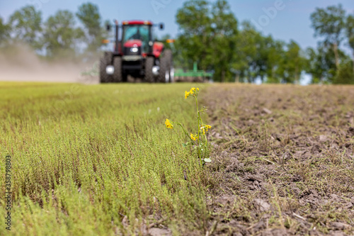 Obraz na plátně Butterweed plant in farm field being tilled for corn planting season with tractor and cultivator in background