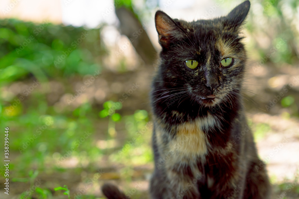 Homeless cat with green eyes.