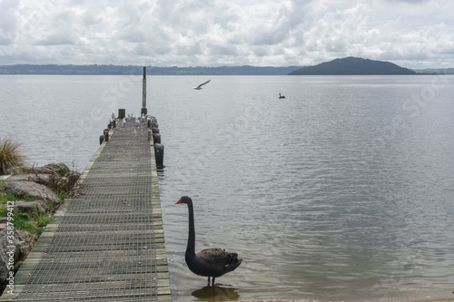 A black swan stands alone in Lake Tarawera next to a wooden jetty away from a flock of seagulls. Mount Tarawera can be seen in the background on a cloudy day. photo