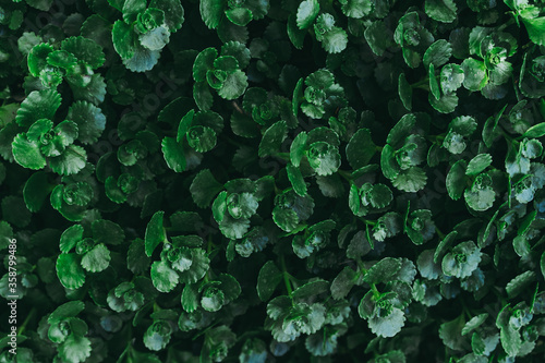 Green decorative plant as a background